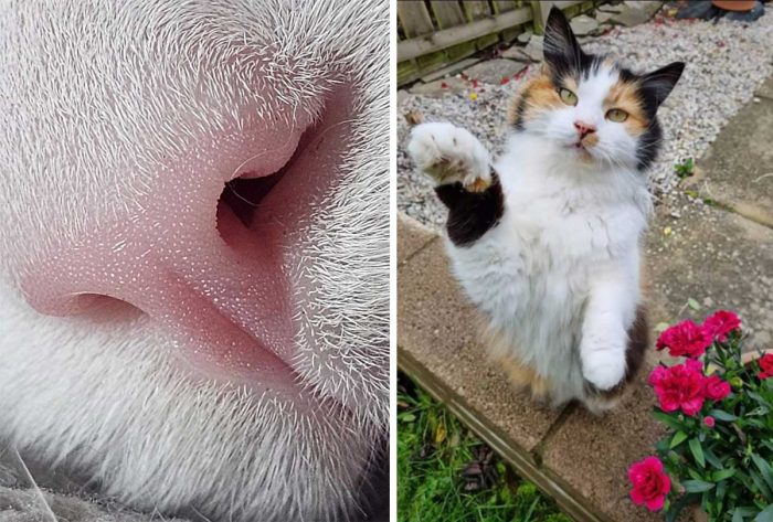 Best Cat Photos Sent To Us This Week (25 August 2024)