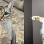 Best Cat Photos Sent To Us This Week (30 September 2024)