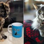 Best Cat Photos Sent To Us This Week (15 September 2024)