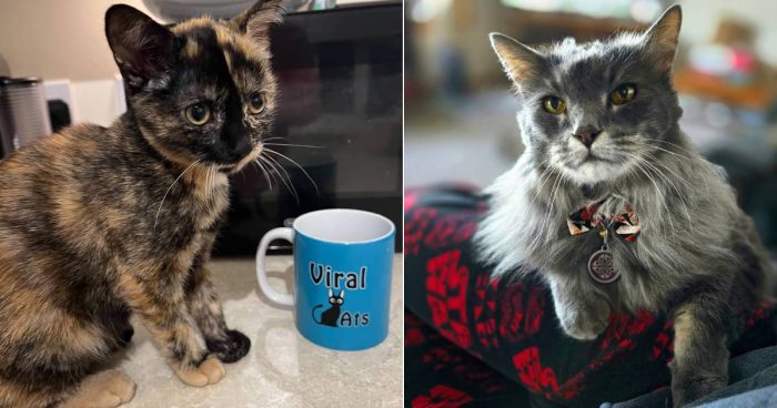 Best Cat Photos Sent To Us This Week (15 September 2024)