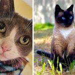 Best Cat Photos Sent To Us This Week (08 September 2024)