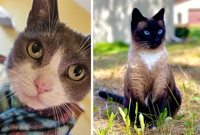 Best Cat Photos Sent To Us This Week (08 September 2024)