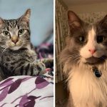 Best Cat Photos Sent To Us This Week (22 September 2024)