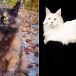 Best Cat Photos Sent To Us This Week (13 October 2024)