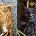 Best Cat Photos Sent To Us This Week (06 October 2024)