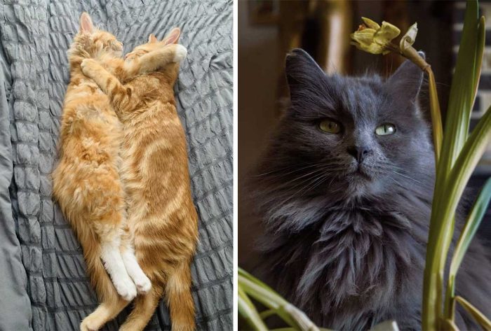 Best Cat Photos Sent To Us This Week (06 October 2024)