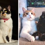 Best Cat Photos Sent To Us This Week (20 October 2024)