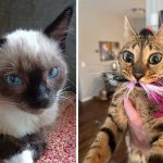 Best Cat Photos Sent To Us This Week (27 October 2024)