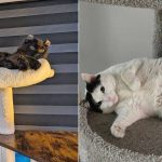 Best Cat Photos Sent To Us This Week (10 November 2024)