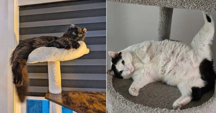 Best Cat Photos Sent To Us This Week (10 November 2024)