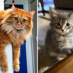 Best Cat Photos Sent To Us This Week (17 November 2024)