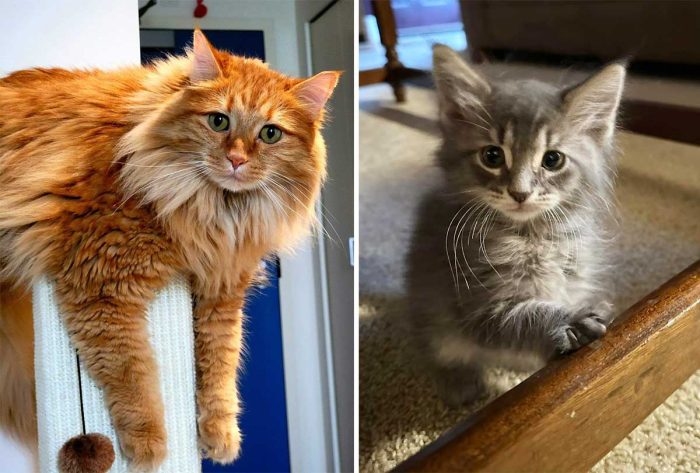 Best Cat Photos Sent To Us This Week (17 November 2024)