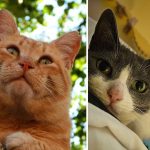 Best Cat Photos Sent To Us This Week (01 December 2024)