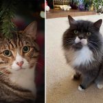 Best Cat Photos Sent To Us This Week (29 December 2024)