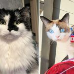 Best Cat Photos Sent To Us This Week (15 December 2024)