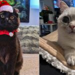 Best Cat Photos Sent To Us This Week (08 December 2024)