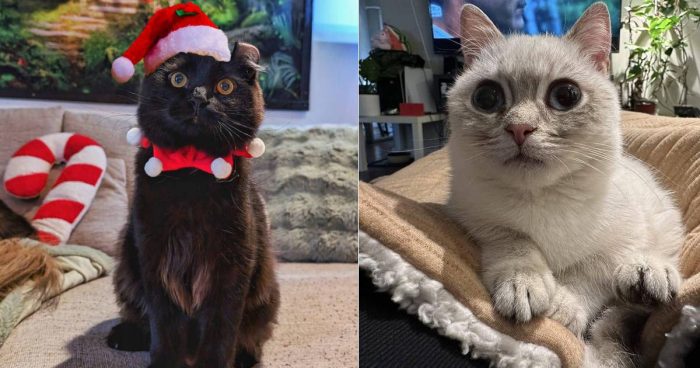 Best Cat Photos Sent To Us This Week (08 December 2024)