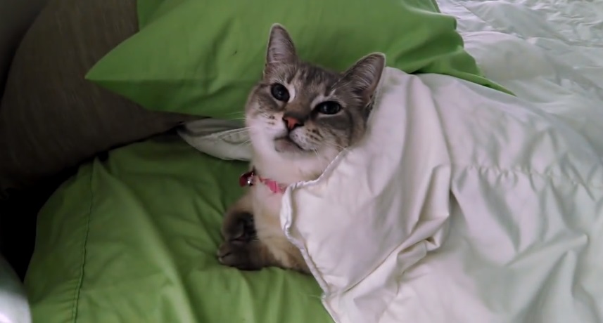 Cat Tucks Herself In Bed