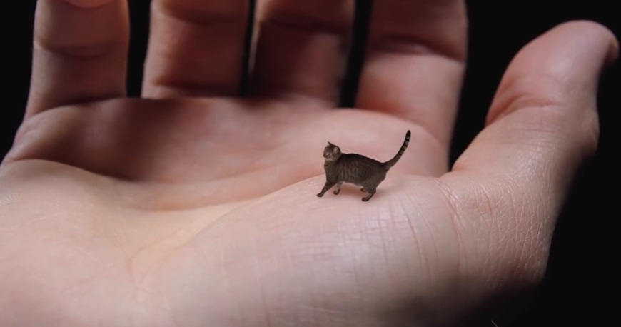 World's Smallest Cat