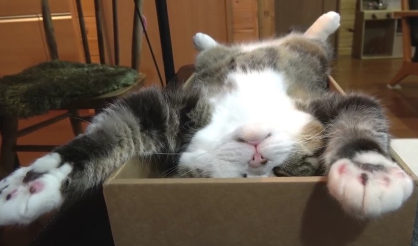 Maru Relaxes In Style