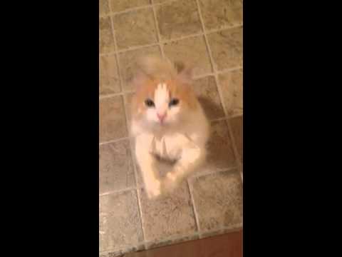 Cat Begs For Treat
