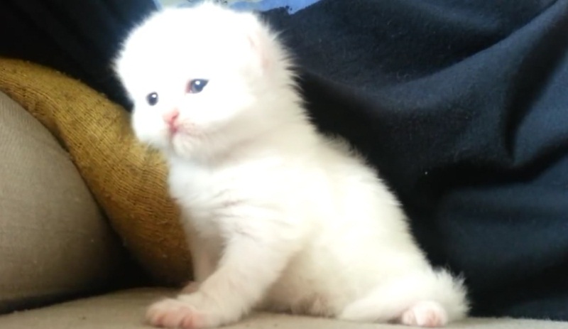 Cute Newborn Persian Kitten