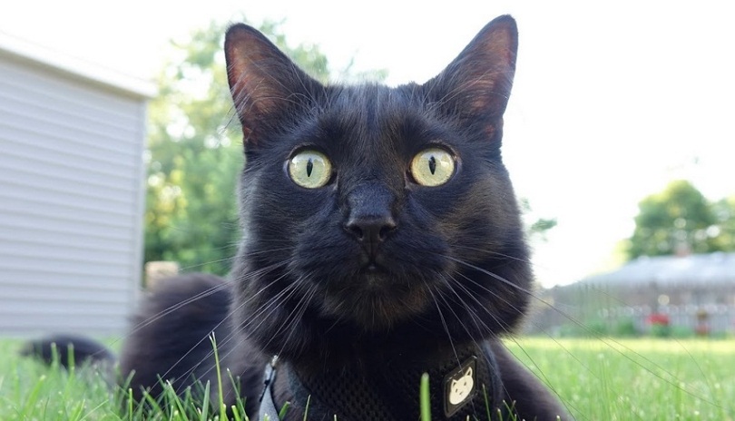 What Black Cats Think