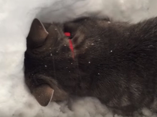 Curious Cat Digs In Snow