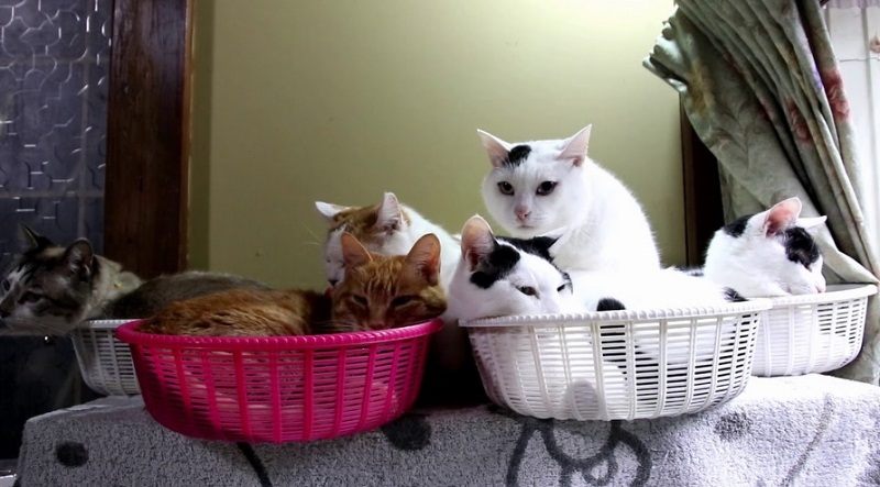 Beautiful Cats Relaxing In Baskets