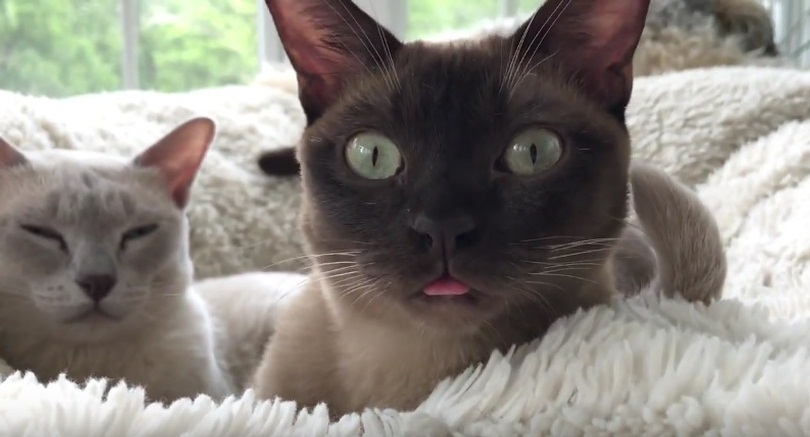 Cute Burmese Cat Sticks Tongue Out