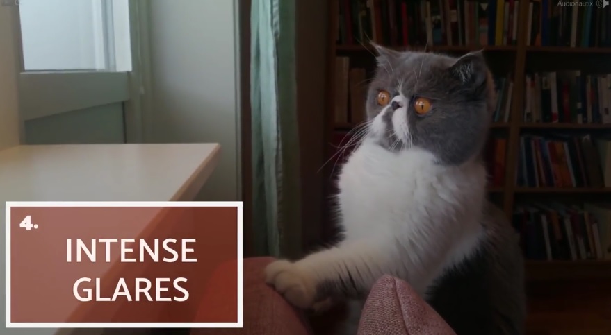 10 Strange Things Cats Do