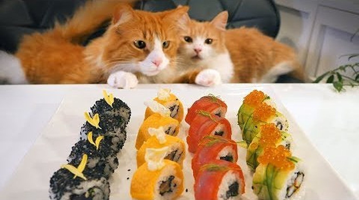 Cats and Cooking - A Japanese Take on American Sushi
