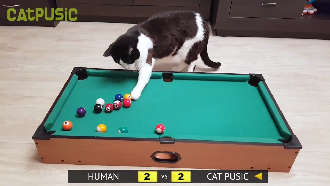 Cat vs Human - Pool Champion