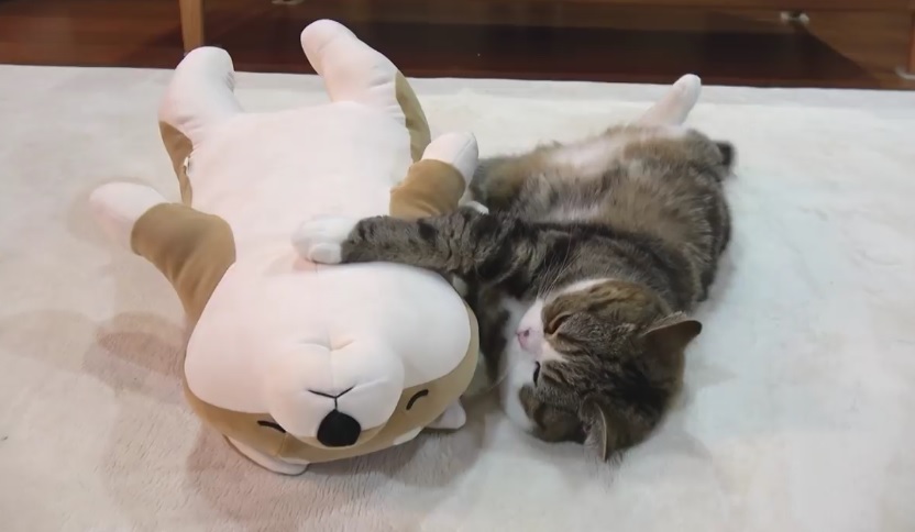 Maru Sleeps With The Shiba Inu