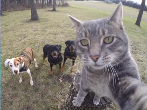 This Cat Takes Better Selfies Than You