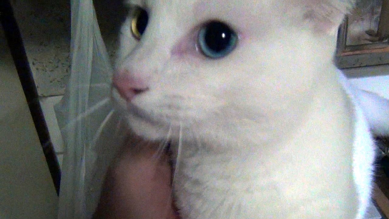 Cute cat is scared of thunders