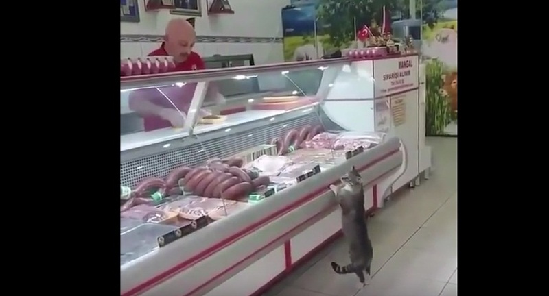 Kitty At Butcher Shop