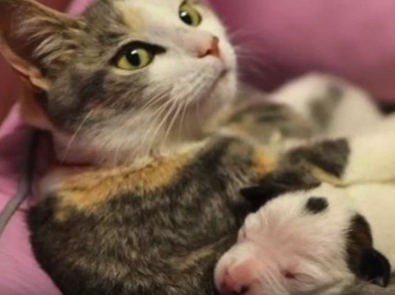 Cat Adopts Abandoned Puppy