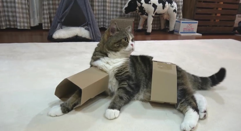 Maru And His Box For Face