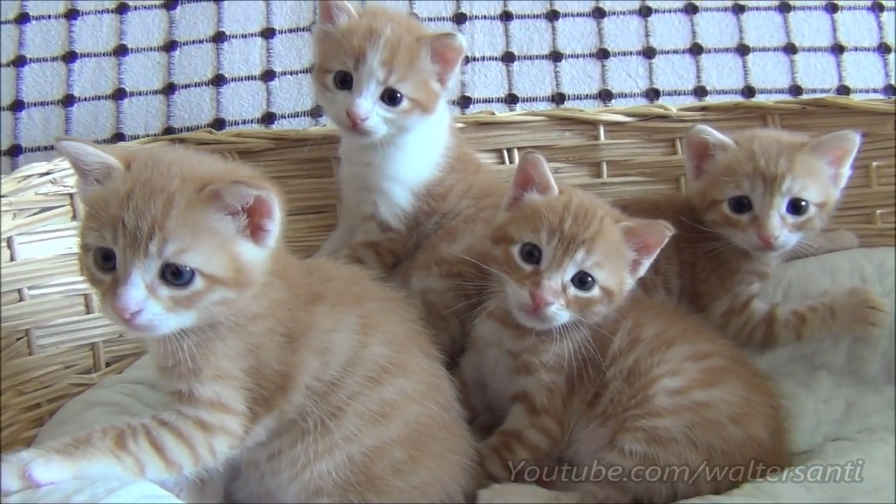 Four cute ginger kittens