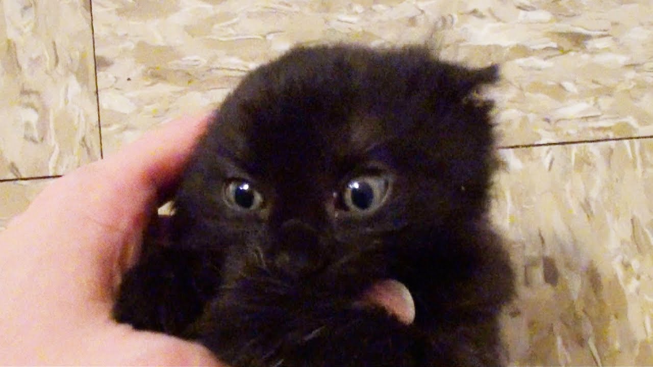 Playing with a cute tiny house panther