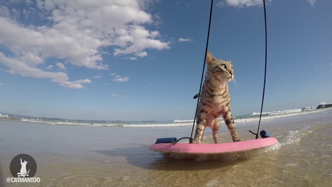 Cat gives us a demonstration of skimboarding