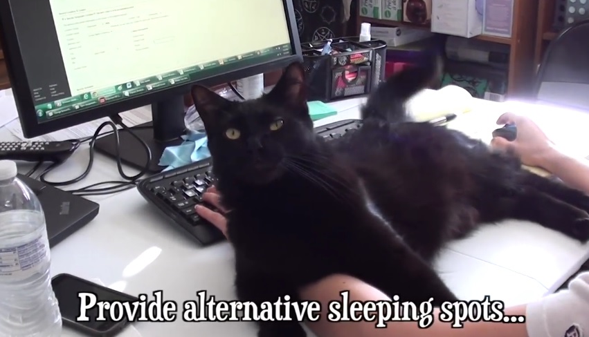 Working With Cats Tips