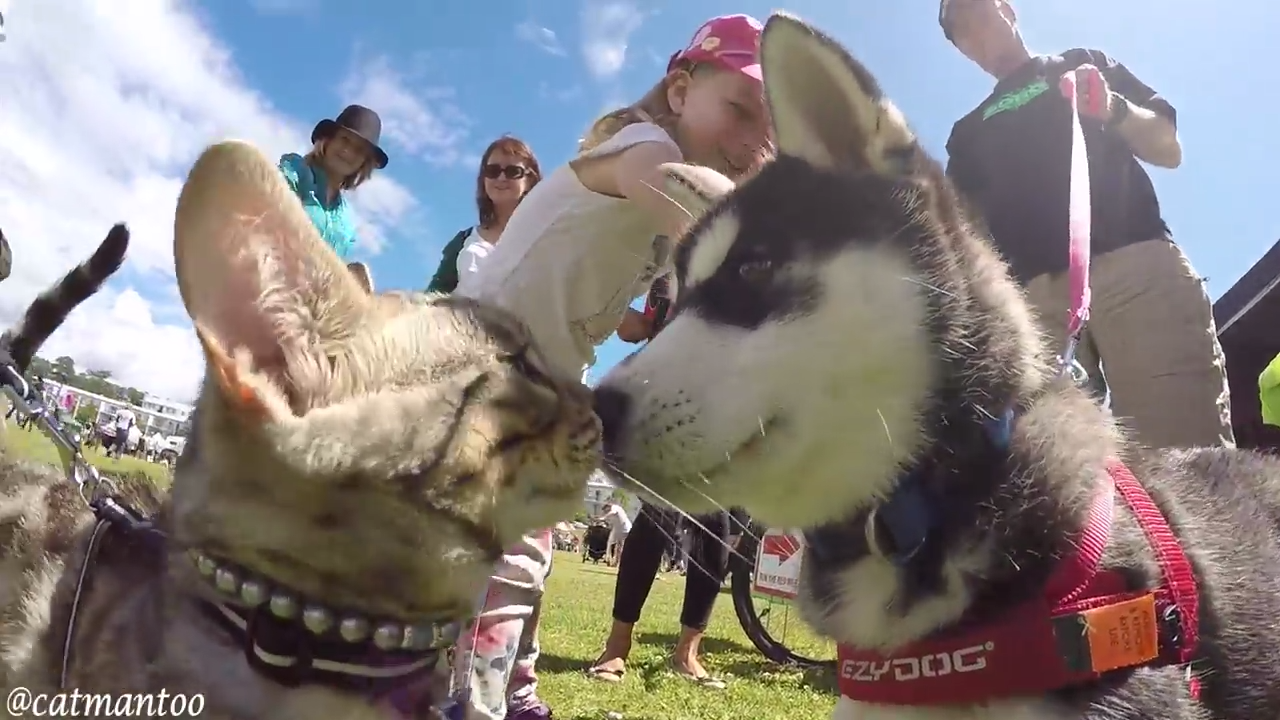 One cat meets fifty dogs at a dog show