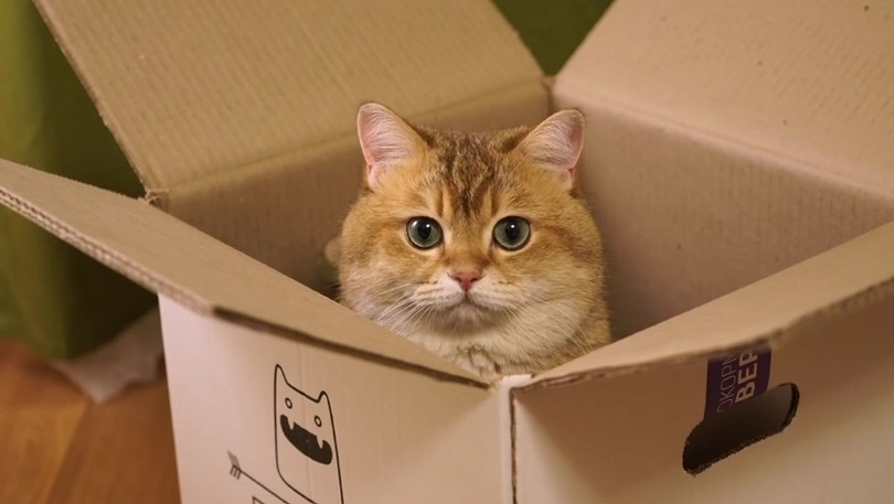 Hosico And His Box