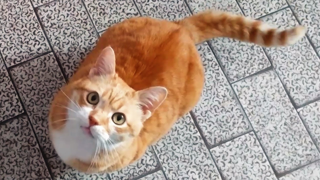 A conversation with a ginger kitty