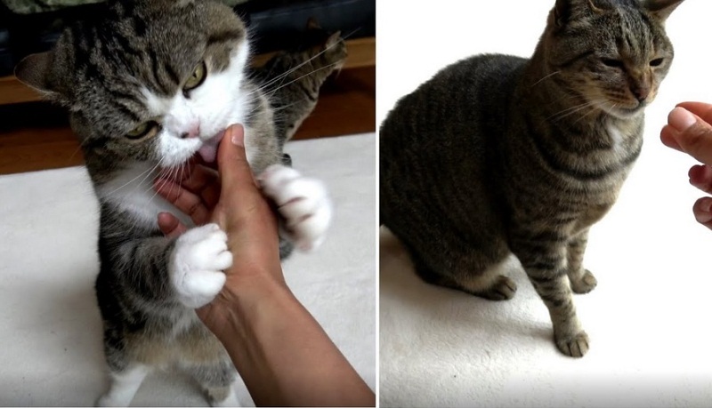 Maru Loves Catnip But Hana Dislikes it