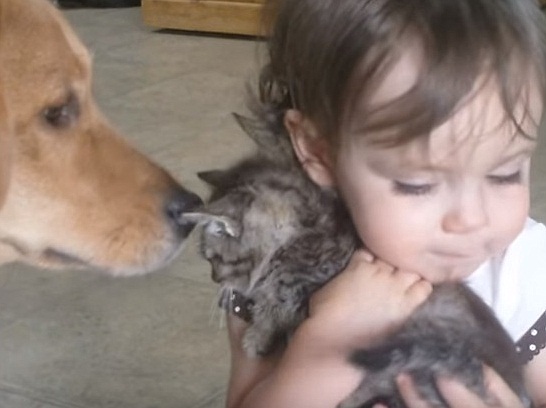 Little Girl Loves Her Kitten