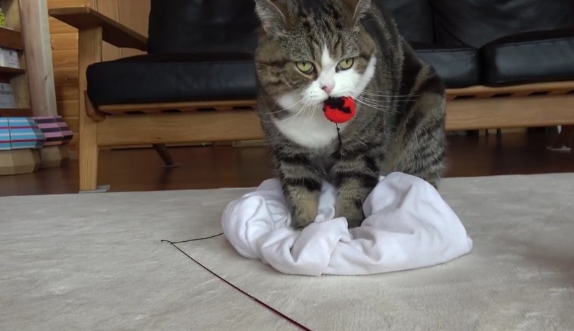 Maru Plays With The Ladybug