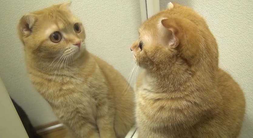 Cats In Mirrors Funny Reactions
